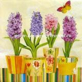 Barevné hyacinty