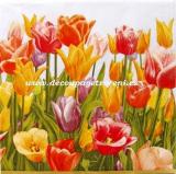 Barevné tulipány, modré pozadí