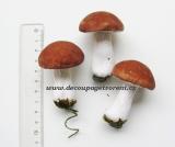 Hřib dubový VELKÝ 6 cm, 3 ks/bal.