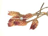 Protea Repensbream Red, 1 ks