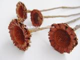 Protea Neri Curly, 1 ks