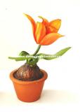 Tulipán v květináči, oranžový