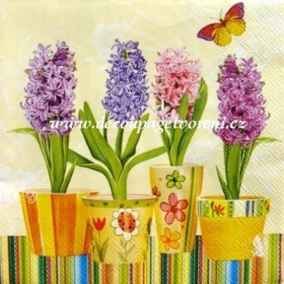 Barevné hyacinty