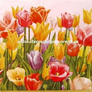 Barevné tulipány, růžové pozadí