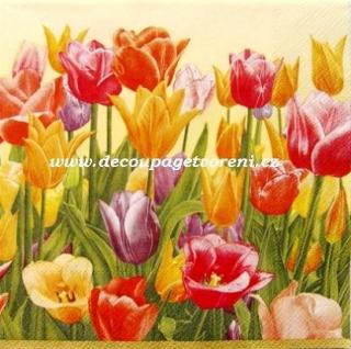 Barevné tulipány, žluté pozadí