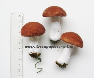 Hřib dubový VELKÝ 6 cm, 3 ks/bal.