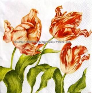 Tulipány žíhané ORANŽOVÁ