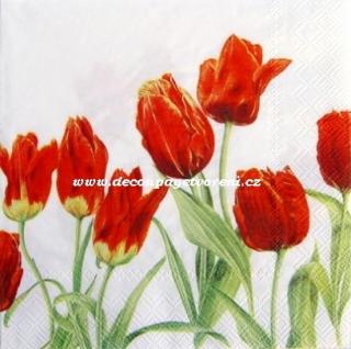 Tulipány červené, bílé pozadí