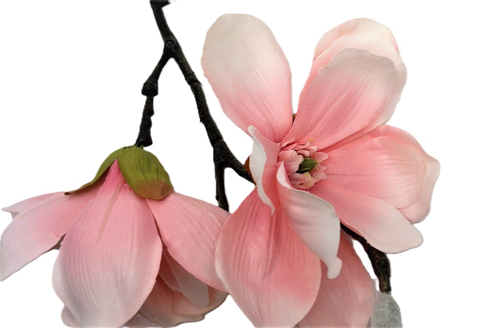 Dřeviny s květem │ Okrasné