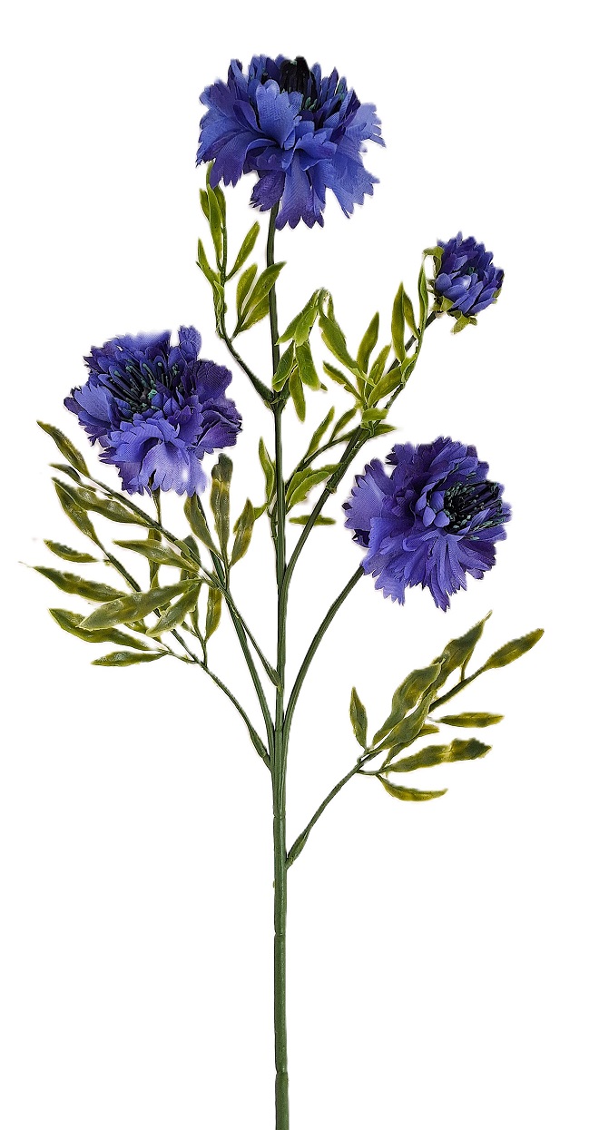 Chrpa