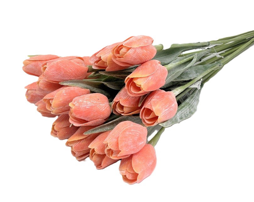 Tulipán
