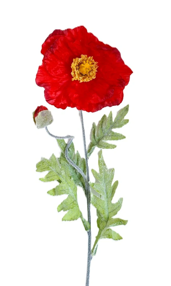 Vlčí mák 73 cm (velký květ, poupě), červená