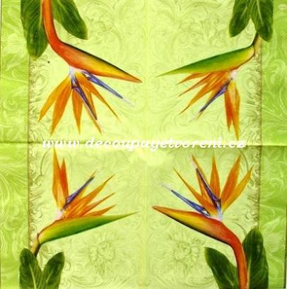 Strelicie oranžová