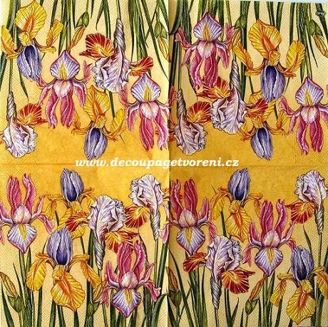 Kosatec barevný, žlutá