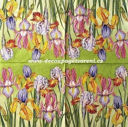 Kosatec barevný, zelená