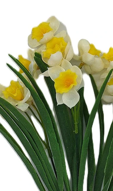 Narcis 39 cm mnohokvětý, bílá