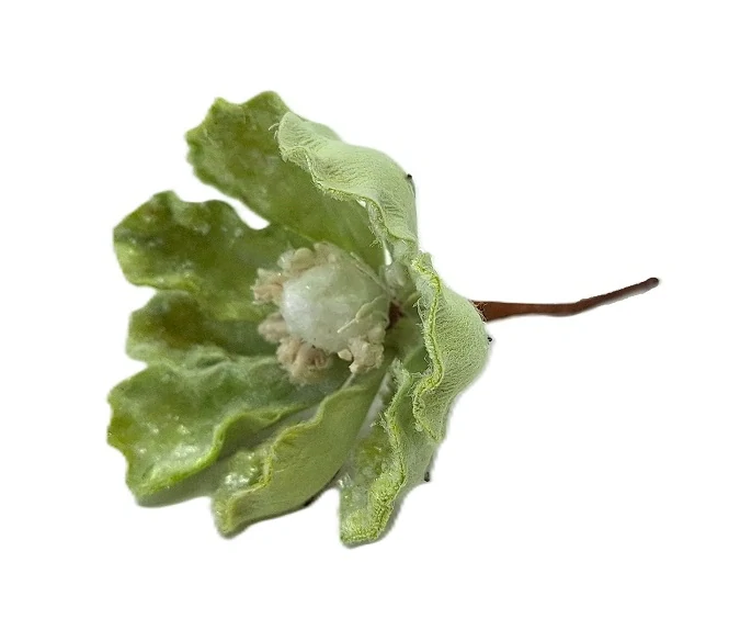 Čemeřice 15 cm pistáciová (třpytky)