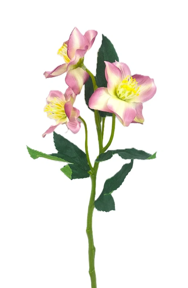 Čemeřice 37 cm 3 květy/listy, žíhaná růžová