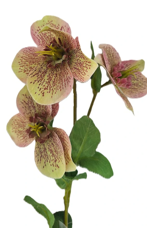 Čemeřice 38 cm s listem, žíhaná zeleno-růžová