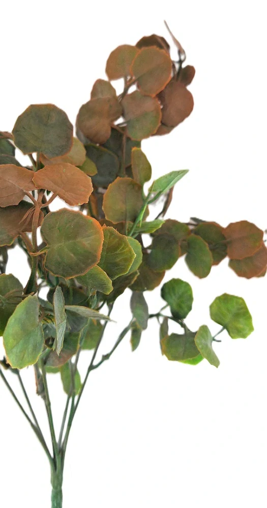 Měsíčnice 34 cm, zelená/hnědá