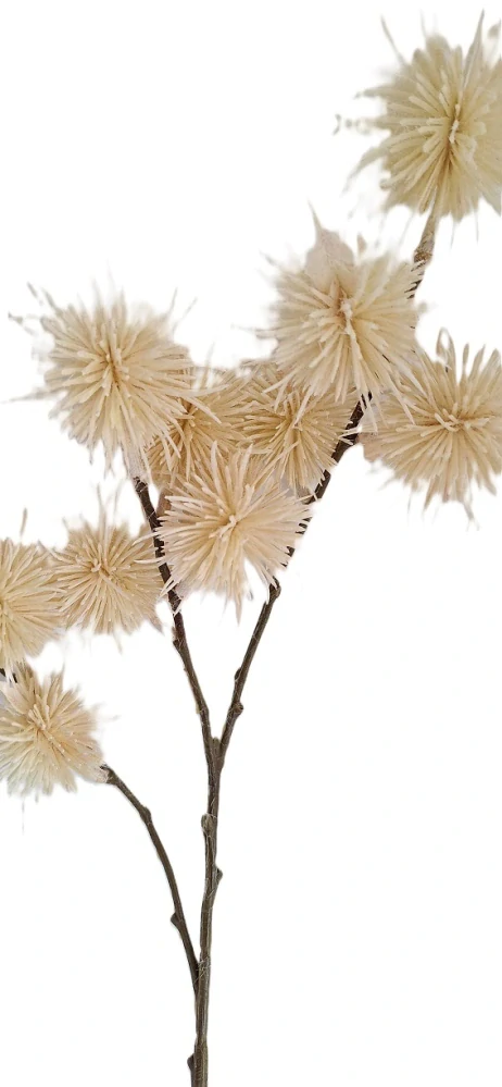 Akácie 68 cm latté