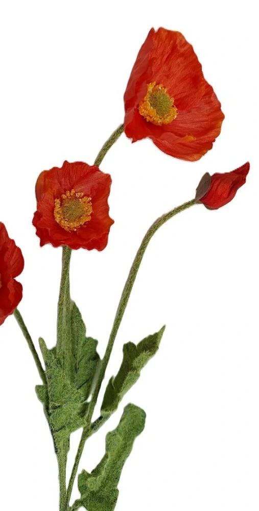 Vlčí mák 60 cm (3 květy, 1 poupě), červená světlá