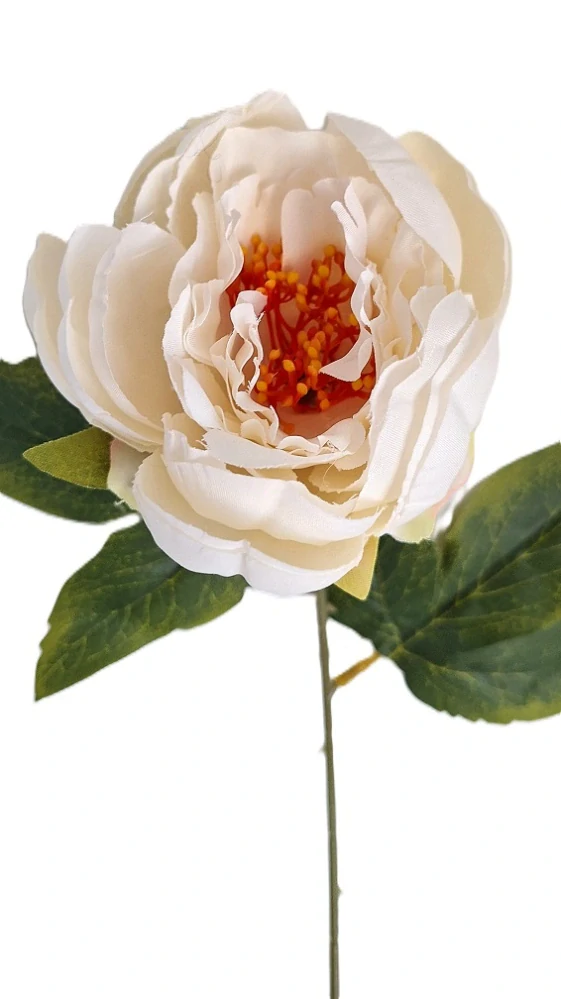 Pivoňka 53 cm, krémová