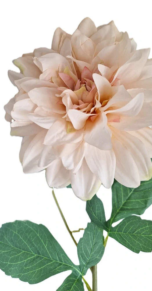 Jiřina 67 cm list zelená, květ krémová