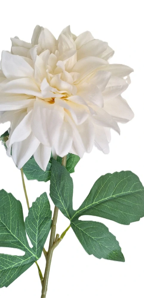Jiřina 67 cm list zelená, květ bílá