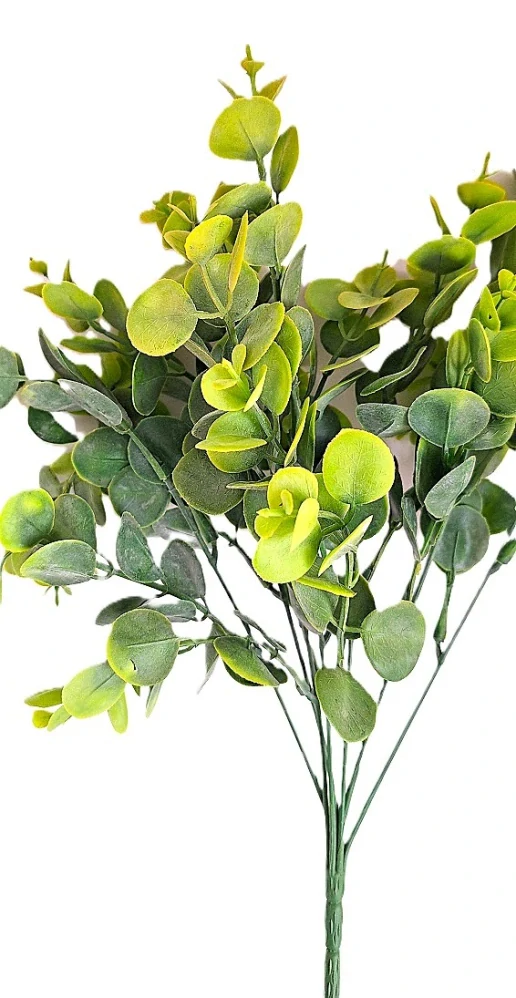 Eukalyptus Camelia 37 cm, zelenožlutá