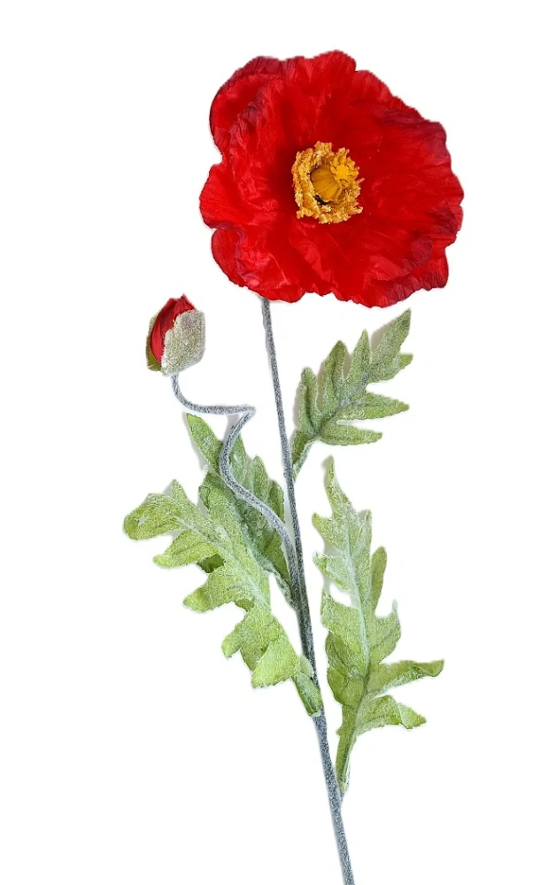 Vlčí mák 73 cm (velký květ, poupě), červená