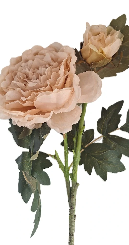 Pivoňka 70 cm, květ/poupě krémová