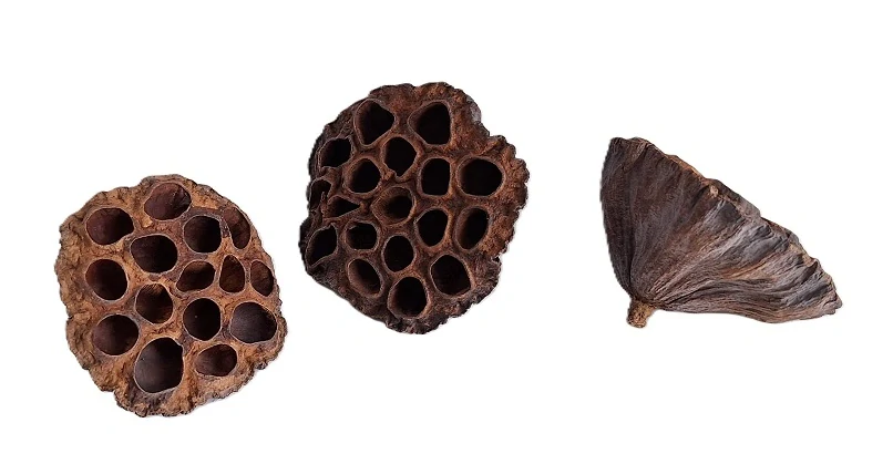 Lotos 6 - 7,5 cm (L), 1 ks