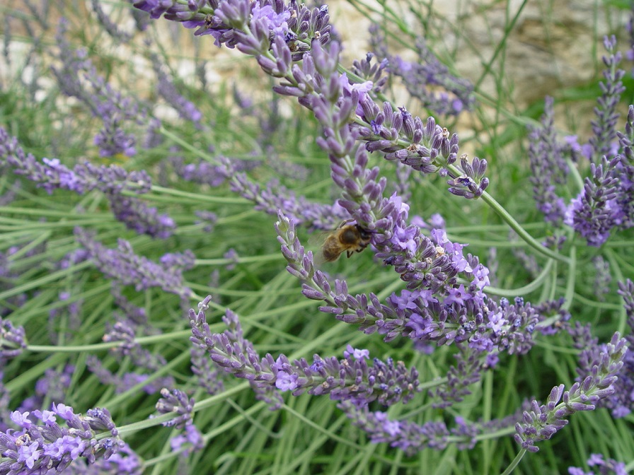 Levandule sušená 25 g