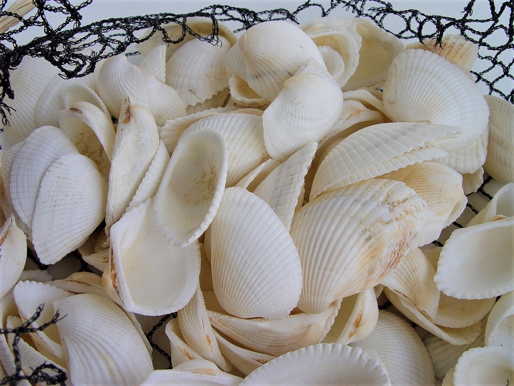 Mušle Clam Rose, 10 ks