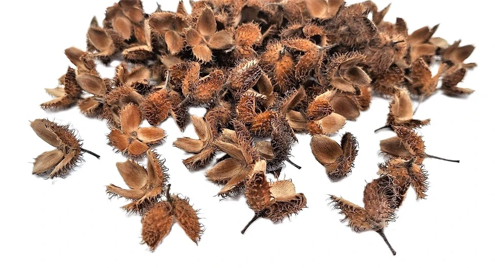 Skořápka bukvice, 50 g