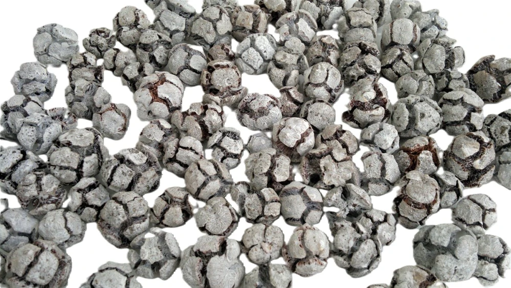 Cypressus Pinus bílá, 5 ks