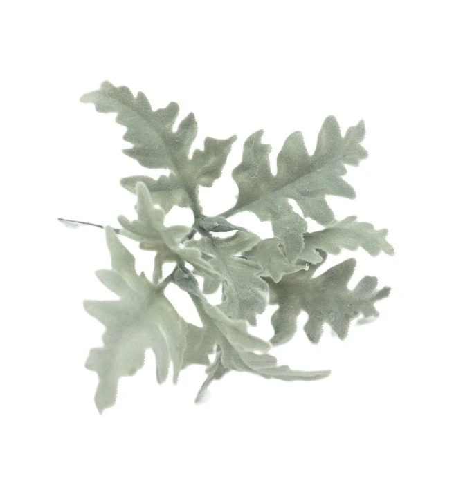 Starček Senecio 18 cm, šedá/bílá