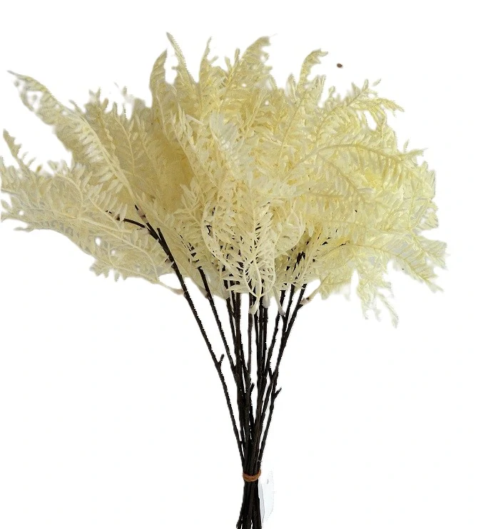 Kapradí 30 cm malé, bílá