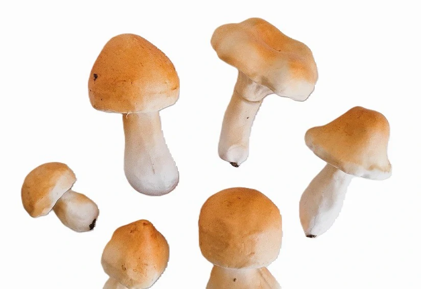 Houby 4-8 cm, 6 ks (0486-6) oranžová