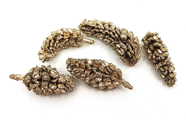 Cucurbum 7-10 cm šampaň, 1 ks