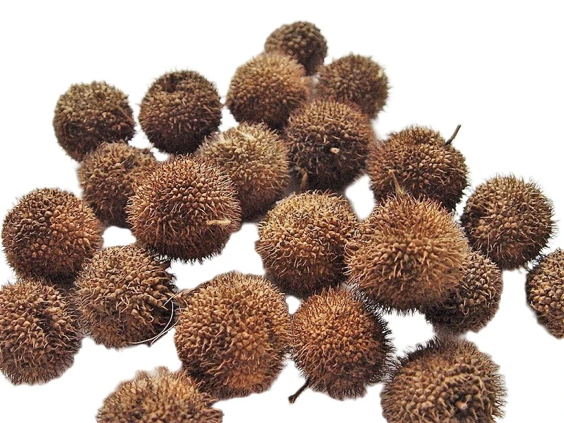 Platanus Hispanica přírodní, 5 ks