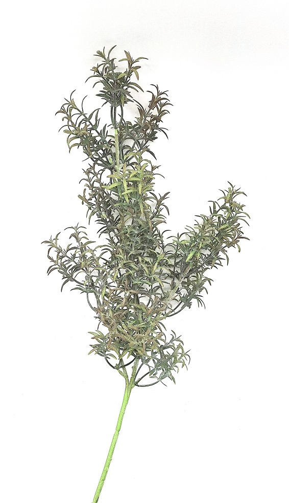 Rozmarýn 60 cm, šedozelená