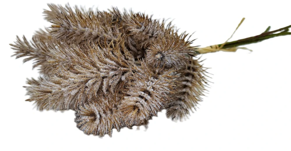 Chvojí 37 cm okrasné sníh, hnědá