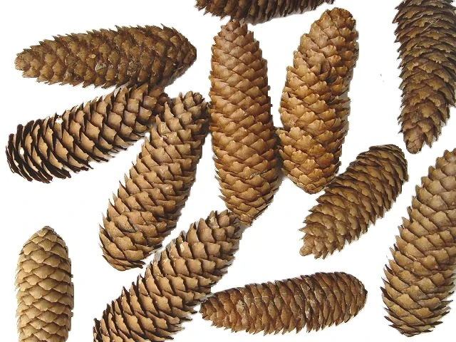 Šiška smrk 12 - 14 cm, 1 ks