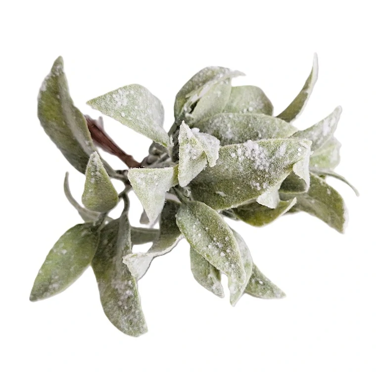 Starček 20 cm (sníh), 8 ks