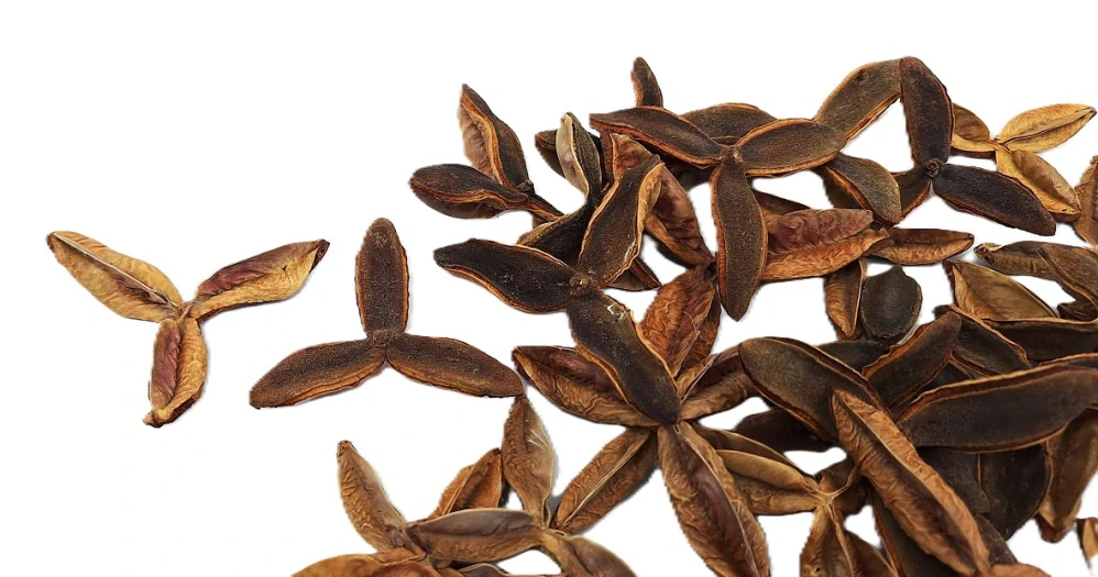 Terra Estrela 5 - 7 cm přírodní, 5 ks