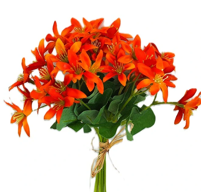 Jaterník 20 cm svazek 10 ks, oranžová