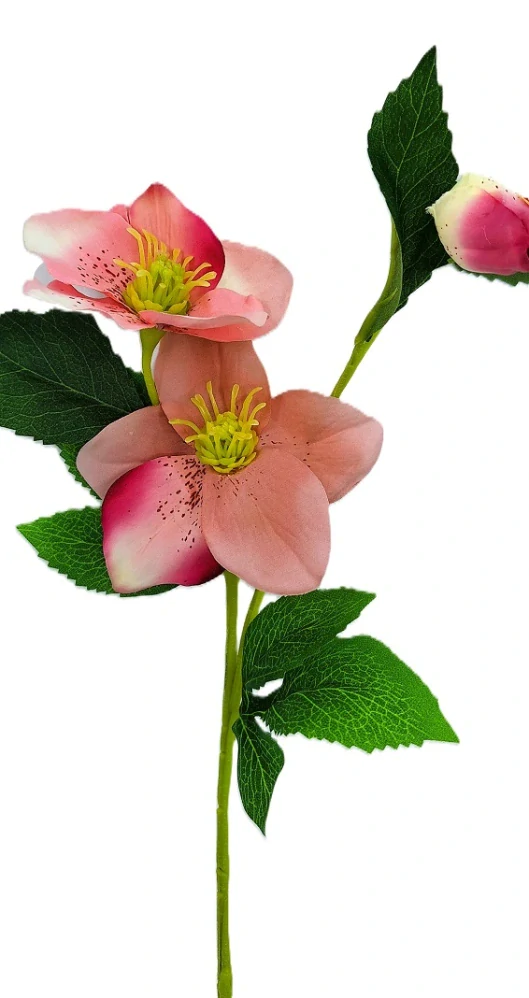 Čemeřice 53 cm s listem, růžová