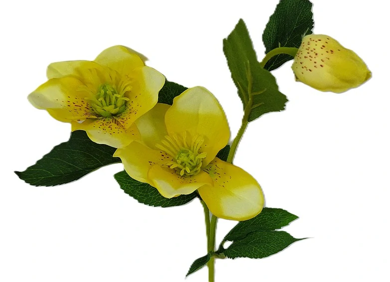 Čemeřice 53 cm s listem, žlutá